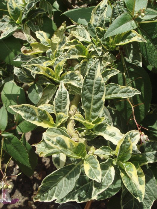 Brugmansia x candida f.vaiegata 'Maya'